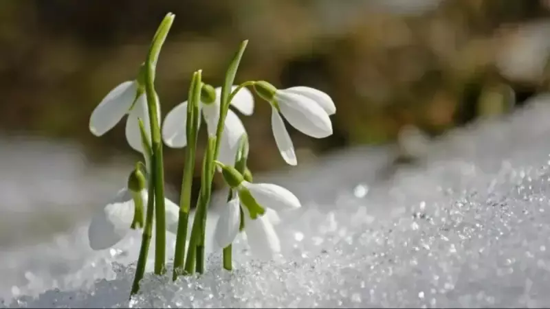 2026 Cemre Düşme Tarihleri Açıklandı: Havaya, Suya ve Toprağa Ne Zaman Düşecek?