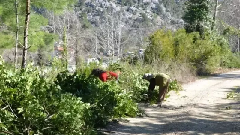 Akseki'de Doğanın Armağanı: 3 Bin Dönümde Kendiliğinden Yetişiyor, 100 Aileye Geçim Sağlıyor