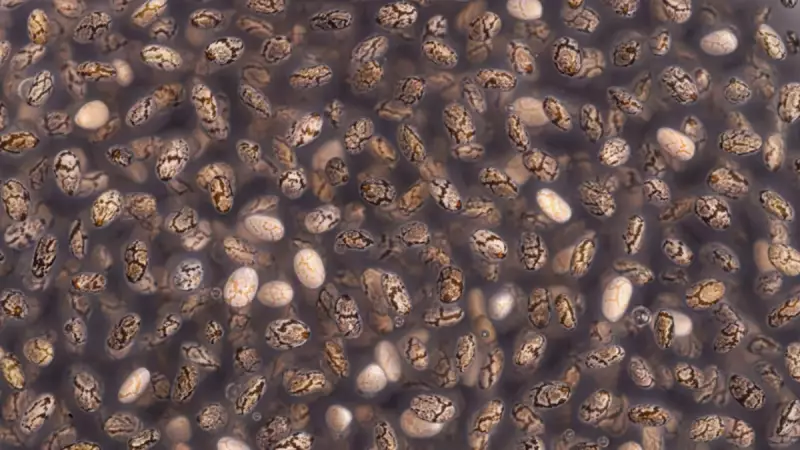 Bağırsakları Baştan Sona Temizleyen Gerçek: Kanser ve İltihap Düşmanı