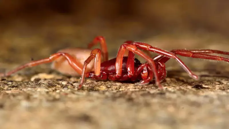 Bilim Dünyasını Şaşkına Çeviren Örümcek: DNA'sını Silmiş!