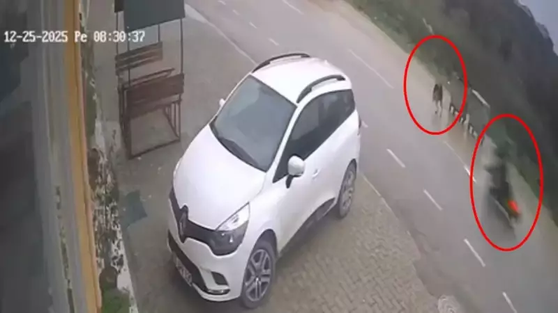 Bursa'da Sokak Köpeği Saldırısı: Motokurye Kazada Yaralandı