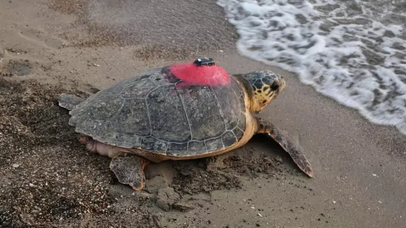 Caretta Caretta Tuba 5 Ayda 10 Bin Kilometre Yaptı: İkinci Dünya Turunda!