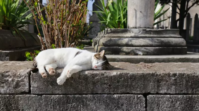 Dünya Kedi Nüfusu Açıklandı: Türkiye'nin Sıralaması Şaşırttı!