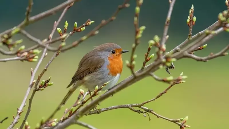 Doğa Alarm Veriyor: Göçmen Kuşların %60'a Varan Kaybı