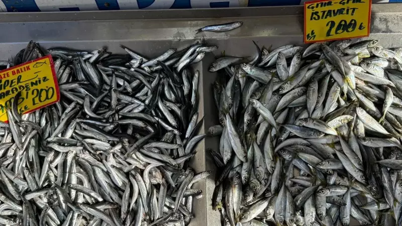 Hamsi Fiyatı 300 Liraya Ulaştı: Sebebi İklim ve Kontrolsüz Avlanma