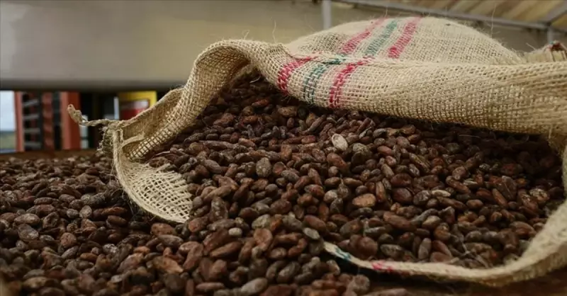 Kakao Fiyatlarındaki Düşüş Sürüyor: 1 Ayda %30 Kayıp