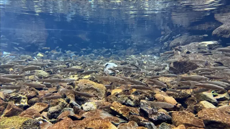 Karacadağ'ın Gizli Hazinesi: 3 İlin Kesiştiği Noktada Doğal Akvaryum