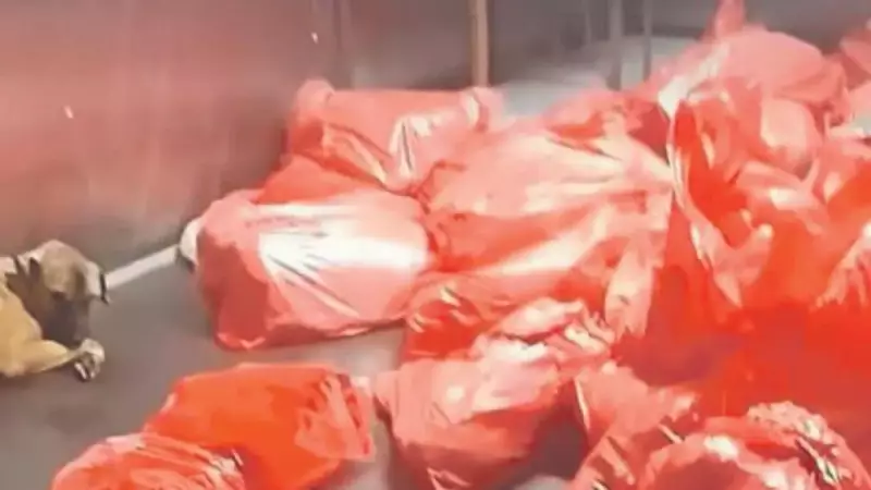 Karataş Barınağı'nda Poşetlenmiş Köpek Cesetleri: Mansur Yavaş İnkâr Etti