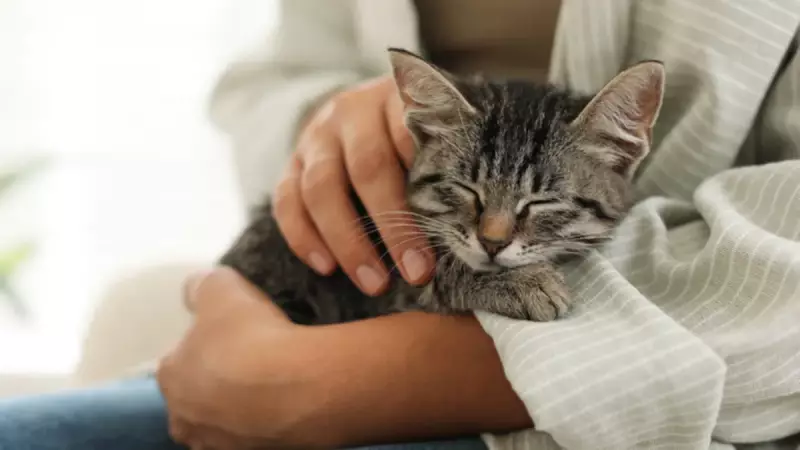 Kediler Neden Mırlar? Sırrı Çözüldü, Anlamı Şaşırtıcı!
