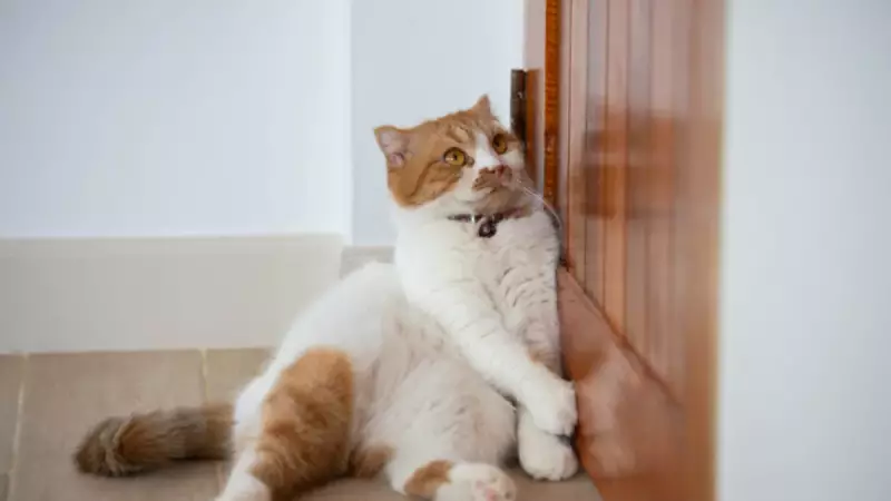 Kediniz Gece Kapıyı Tırmalıyorsa Sebebi Şımarıklık Değil! Uzmanlar Açıkladı