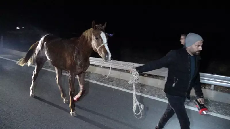 Malatya'da Feci Kaza: Milyonluk Yarış Atları Karayolunda Can Verdi