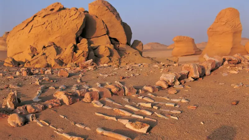 Mısır Çölünde 37 Milyon Yıllık Sır: Balina Vadisi'nin Evrimsel Hazinesi