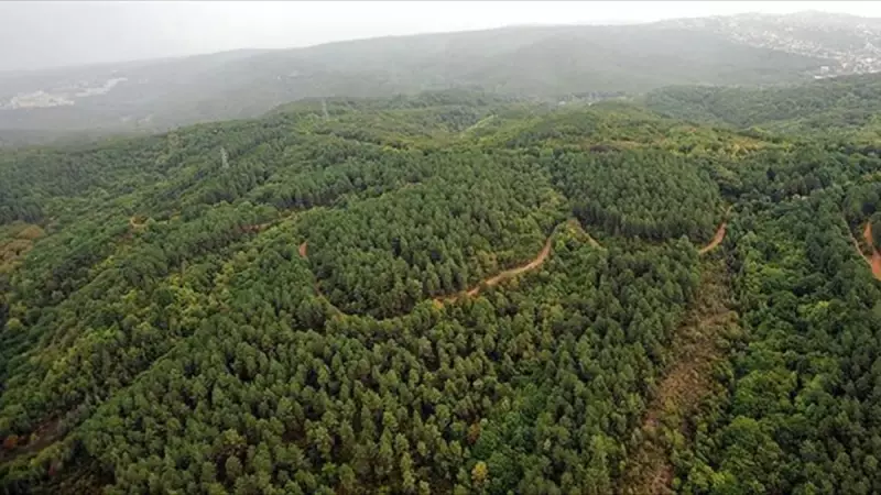 Orman Kadastrosu ve 2/B Yönetmeliği Yenilendi: İşte Değişen Kurallar