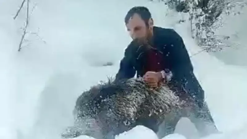 Sinop'ta Karlı Yolda Yaban Domuzunu Eliyle Yakaladı: 'Kimseye Önermem'