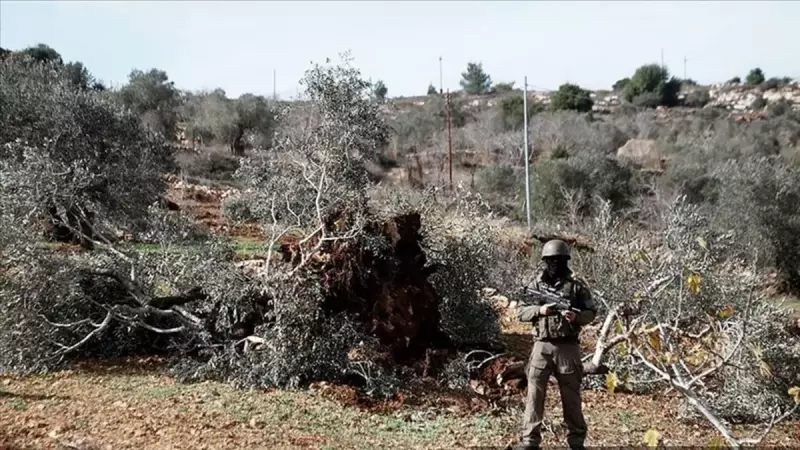 İsrail Batı Şeria'da Bir Haftada 8 Bin Zeytin Ağacını Söktü