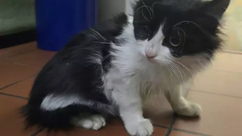 TIR'dan Kurtarılan Kedi Yavrusu Türkiye'den Almanya'ya Yolculuk Etti