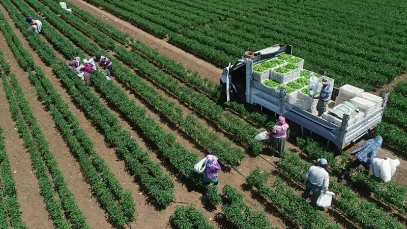 TÜİK 2025 Bitkisel Üretim Verileri: Meyve Üretimi Yüzde 30,9 Geriledi