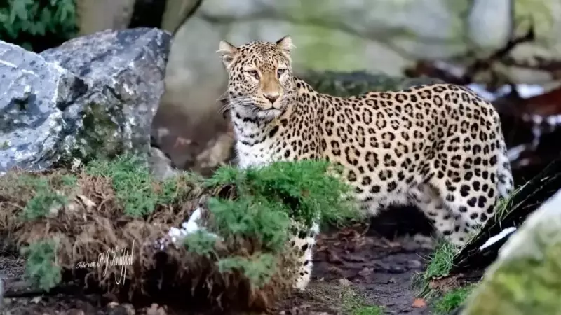 Türkiye'nin En Değerli 33 Hayvanı Açıklandı: Cezası 45 Milyon TL!