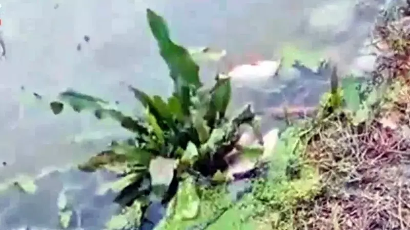 Varan Gölü'nde Toplu Balık Ölümlerinin Nedeni Hayvansal Gübre Atıkları