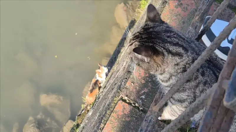 Zonguldak'ta Çaya Düşen Yavru Kedi İtfaiye Ekipleri Tarafından Kurtarıldı
