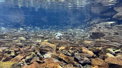 Karacadağ'ın Gizli Hazinesi: 3 İlin Kesiştiği Noktada Doğal Akvaryum