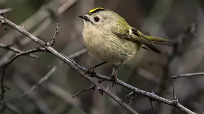 Sadece 7 Santimetre! Çalıkuşunun Soğukla Mücadelesi Yürekleri Isıtıyor