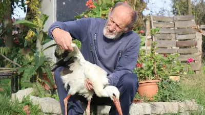 Sakarya'da annesi tarafından terk edilen leylek 'Ateş' mahallenin maskotu oldu