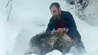 Sinop'ta Karlı Yolda Yaban Domuzunu Eliyle Yakaladı: 'Kimseye Önermem'