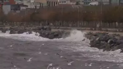 İstanbul'da Lodos Felaketi: Ağaçlar Devrildi, Tekneler Karaya Vurdu