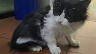 TIR'dan Kurtarılan Kedi Yavrusu Türkiye'den Almanya'ya Yolculuk Etti