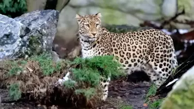 Türkiye'nin En Değerli 33 Hayvanı Açıklandı: Cezası 45 Milyon TL!