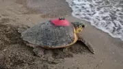 Caretta Caretta Tuba 5 Ayda 10 Bin Kilometre Yaptı: İkinci Dünya Turunda!
