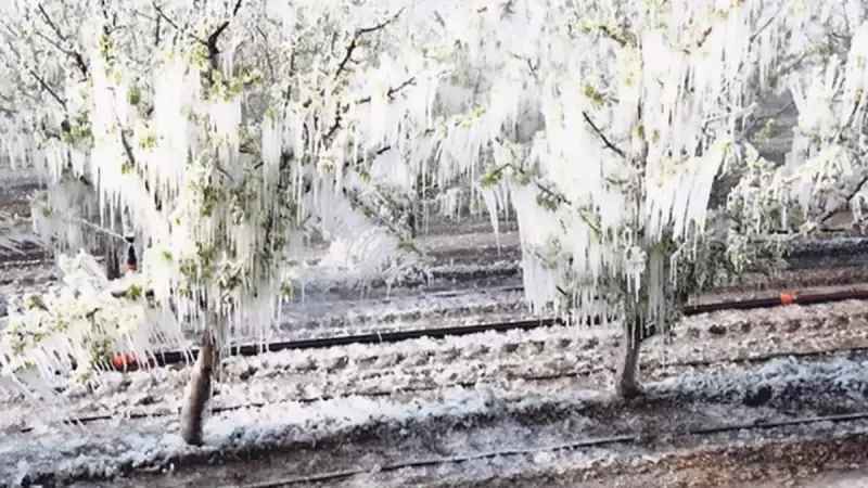 470 Bin Çiftçiye 50 Milyar Lira Destek: Tarımın Nabzı Güçleniyor!