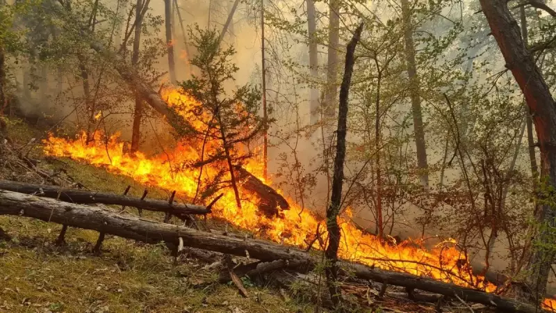 5 İlde Alevlerle Mücadele: Orman Yangınlarına Karşı Seferberlik!
