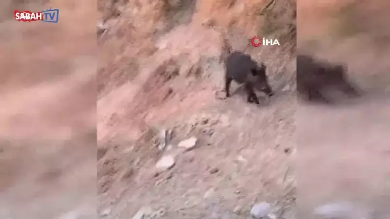 Aç Domuz Sürüsü Çöp Konteynerlerinde Yiyecek Ararken Görüntülendi: İlginç Anlar Kamerada!