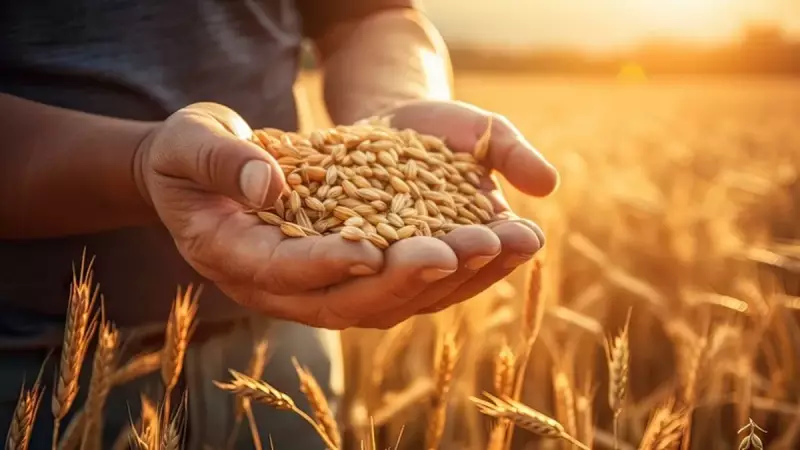 Anadolu'nun 11 Bin Yıllık Sırrı: Buğday Medeniyetin Temelini Nasıl Attı?