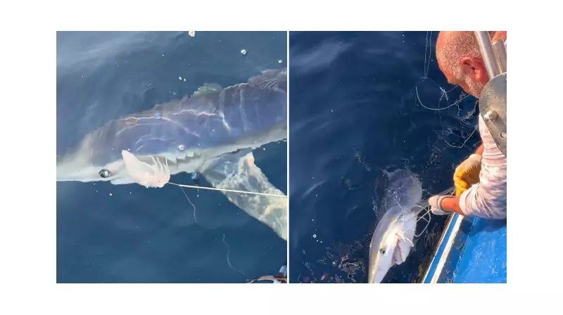 Çanakkale'de Dev Mavi Köpekbalığı Yakalandı: 100 Kiloluk Canavar Balıkçıları Şaşkına Çevirdi!