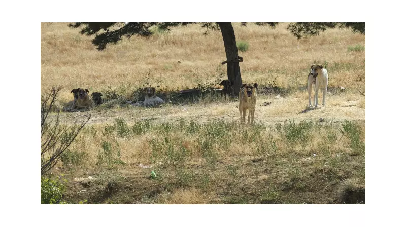 Ankara'da Sokak Köpeği Saldırısından Ticari Araç Kurtardı: İşte O Anlar!