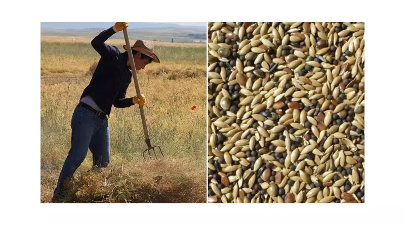 Çankırı ve Karabük'teki Yangın Mağduru Çiftçilere Can Suyu: Yem Desteği Başladı!