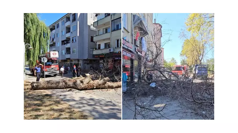 Asırlık Çınar Ağacı Apartmanın Üzerine Devrildi: İşte Şaşırtan Detaylar!