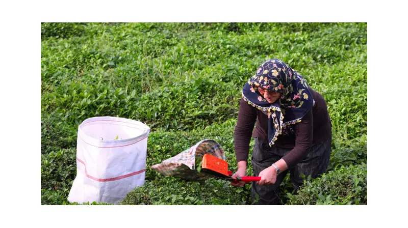 Çaykur İkinci Sürgün Yaş Çay Alımlarında Rekor Kırdı: 91 Bin Tonu Aştı!