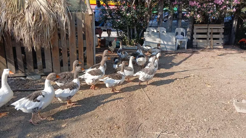 Balıkesir'de Kumdan Çıkamayan Kazlara 'Ev Hapsi'! Deniz Keyfi Yasaklandı