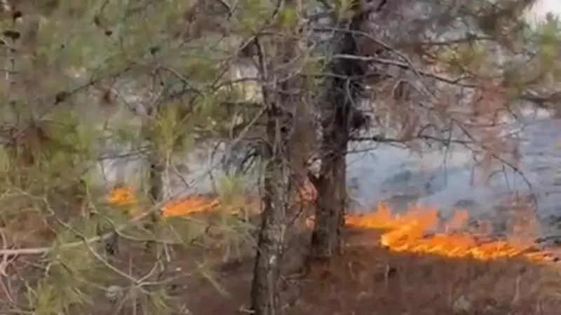Beşiktaş'ta Yeşillikler İçinde Alevler! Orman Yangını Korku Yarattı