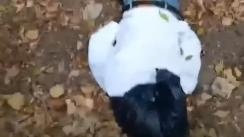 Belgrad Ormanı'nda Korkunç Keşif: Başında Poşetle Bulunan Ceset!