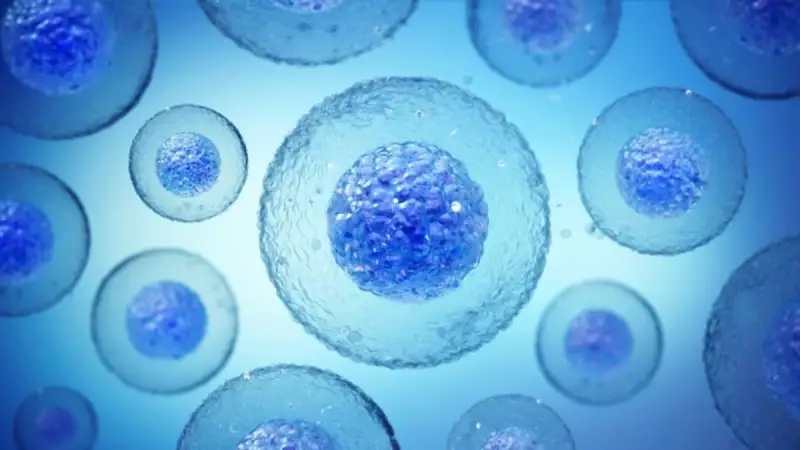 Beynimizin Sırları: İnsan Zekasının Kaynağı Mitokondrilerde Saklı Olabilir!