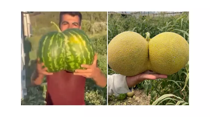Bilecik'te Çiftçilerin Hasat Sürprizi: İkiz Karpuz ve Kavun Görenleri Şaşkına Çevirdi!