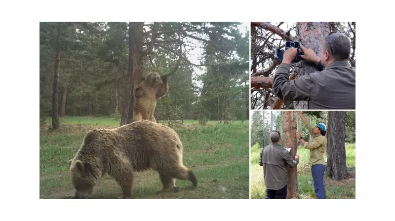 Bilim İnsanları Sarıkamış Ormanlarında Ayıların Gizemli İzlerini Takip Ediyor!