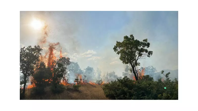 Bingöl'deki Orman Yangınları Son Dakika: Alevlere Kesin Müdahale!