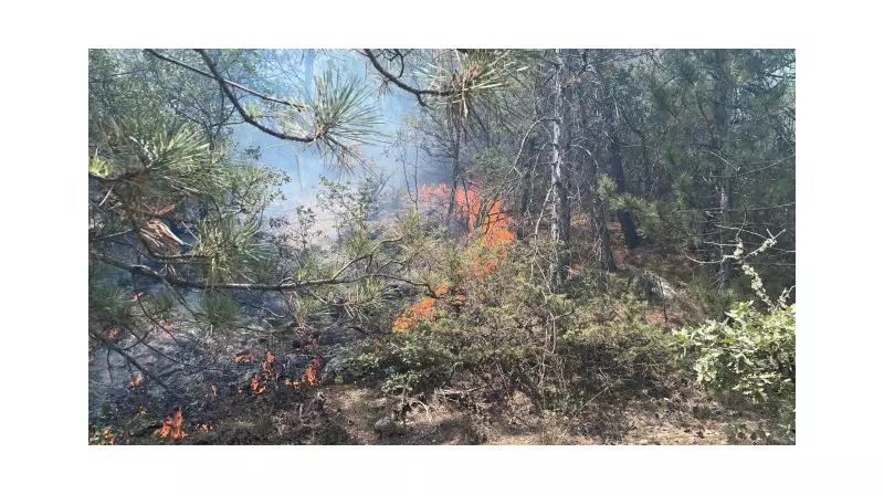 Bolu'da Çıkan Orman Yangını, Kahraman Ekiplerin Fedakarlığıyla Kontrol Altına Alındı!