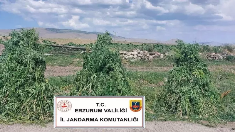 Büyük Operasyon: 401 Bin 676 Kök Kenevir Ele Geçirildi!